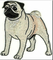 2.5&quot; x 3&quot; Realistic Pug Dog Breed Canine Embroidery Patch
